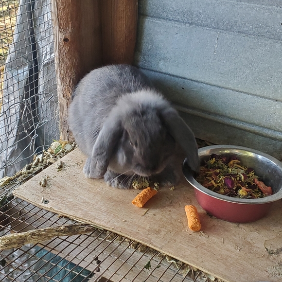 Meet your Posher, Alexandra - Picture 9 of 16